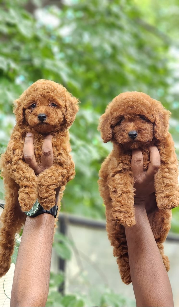 Buy Vaccinated  Poodle Puppy from Goa